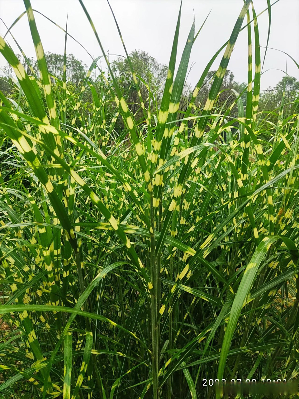 斑叶芒,挺有特点的,这种禾本科植物在西安还不是特别多见,多年生观赏