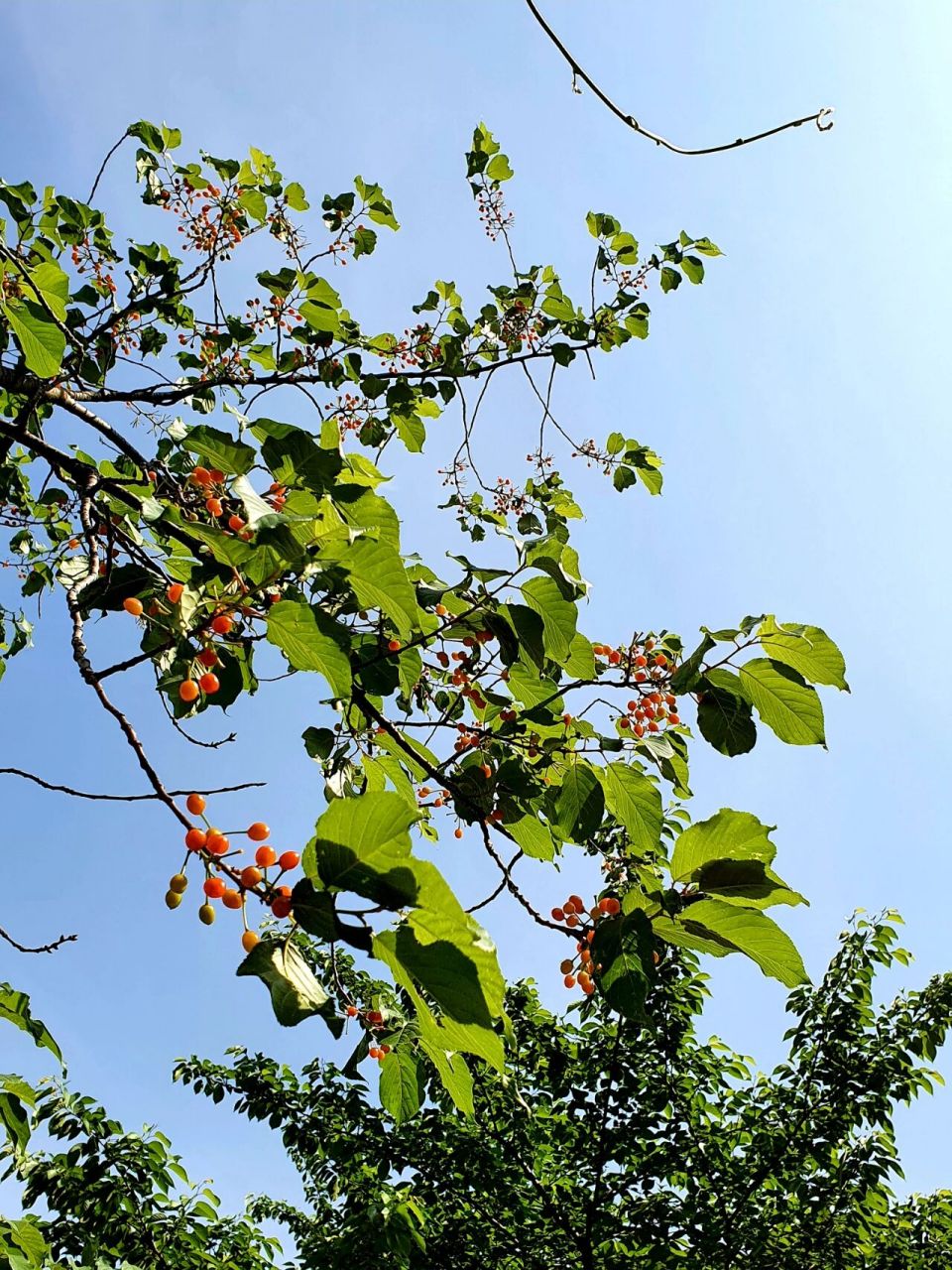 山樱花的果实图片图片