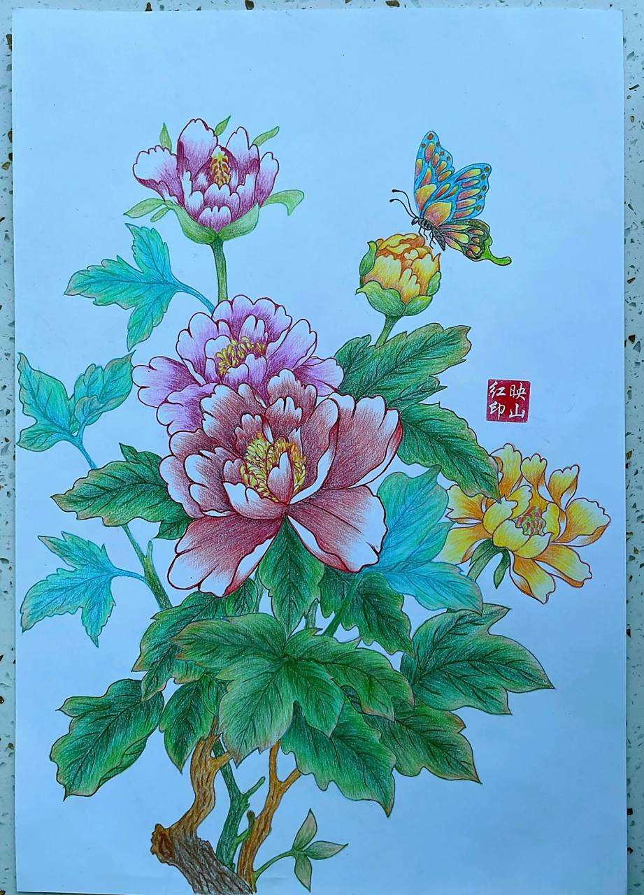 彩铅画,牡丹