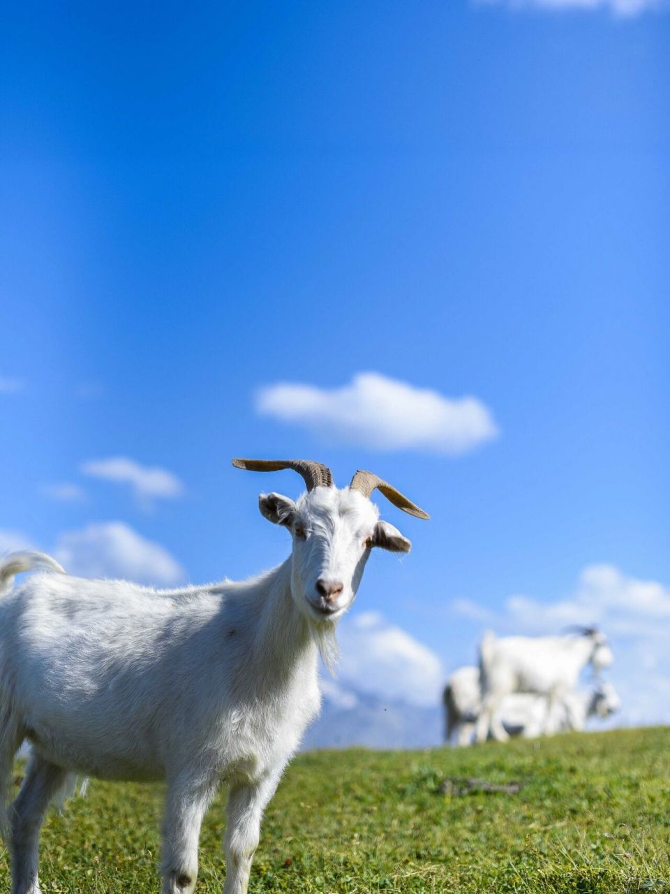 草原上的山羊 我还有好多好多山羊的照片,每一张都看不够