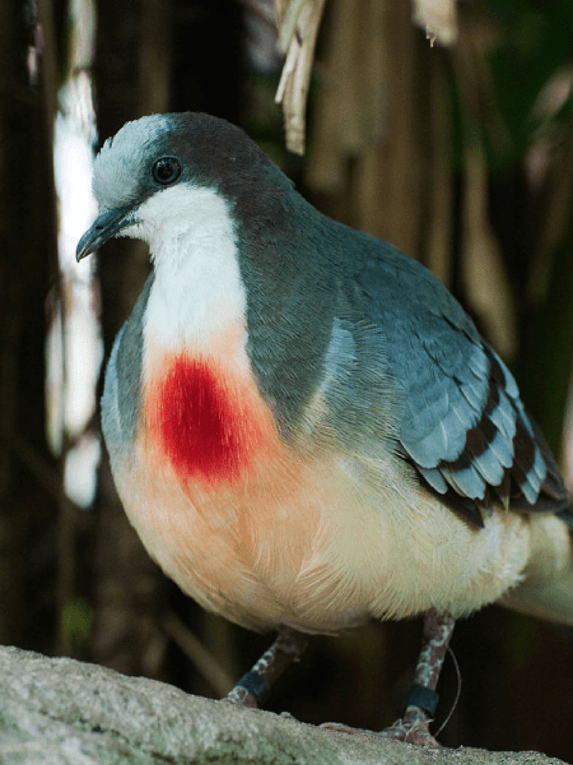 每天认识一种有趣动物|吕宋鸡鸠 吕宋鸡鸠(jiu一声) 「心口受伤的小鸟