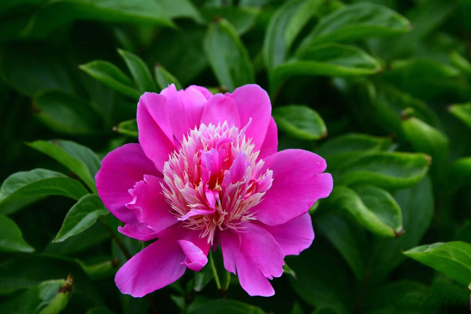 网红打卡地辽宁杠杠滴# 营口市老边区:花开娇艳#美好辽宁欢迎您