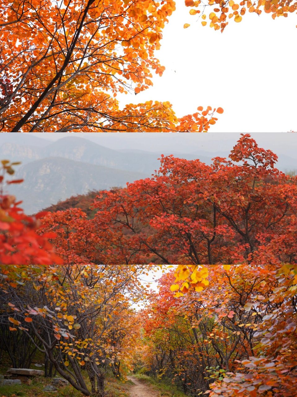 免门票和停车费,还喝到了免费的金沙河矿泉水(爬山不用带水的确轻松
