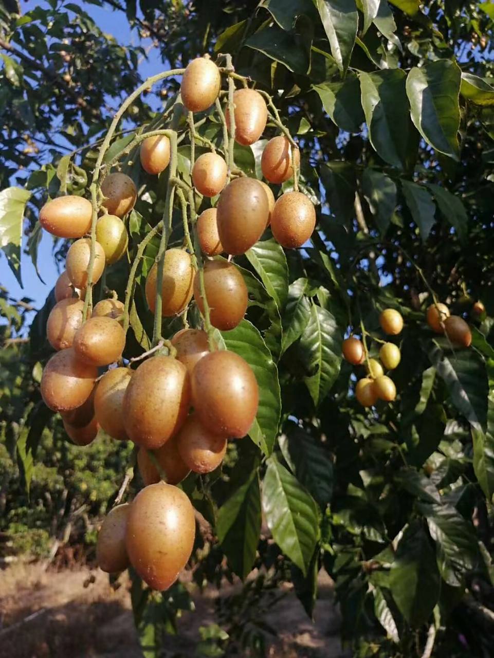黄皮果品种之一《贵妃果》 黄皮果中上等品种,新晋网红果9799