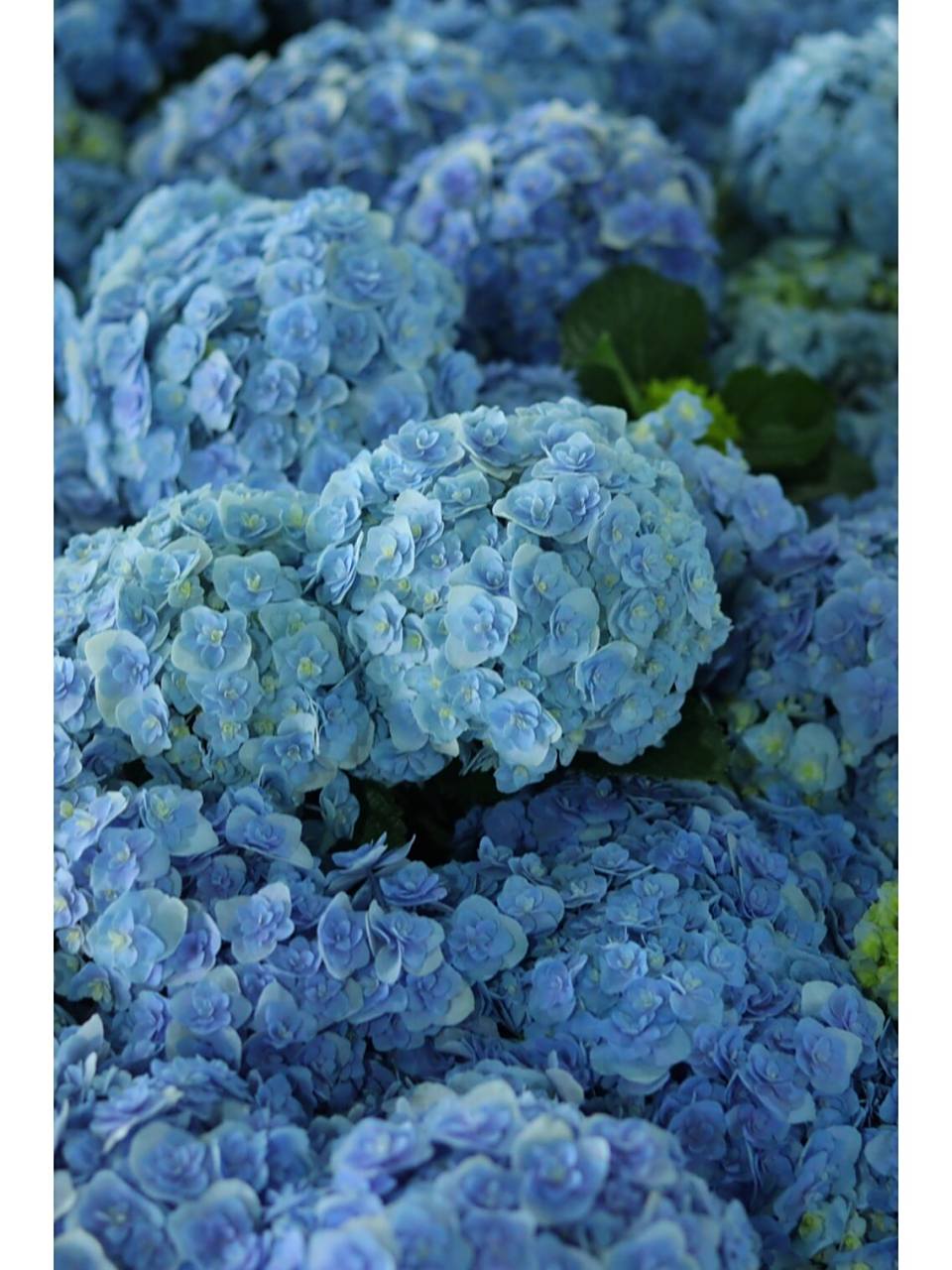 绣球品种推荐—花宝 花宝光听名字就很好听,这是日本进口的重瓣绣球花