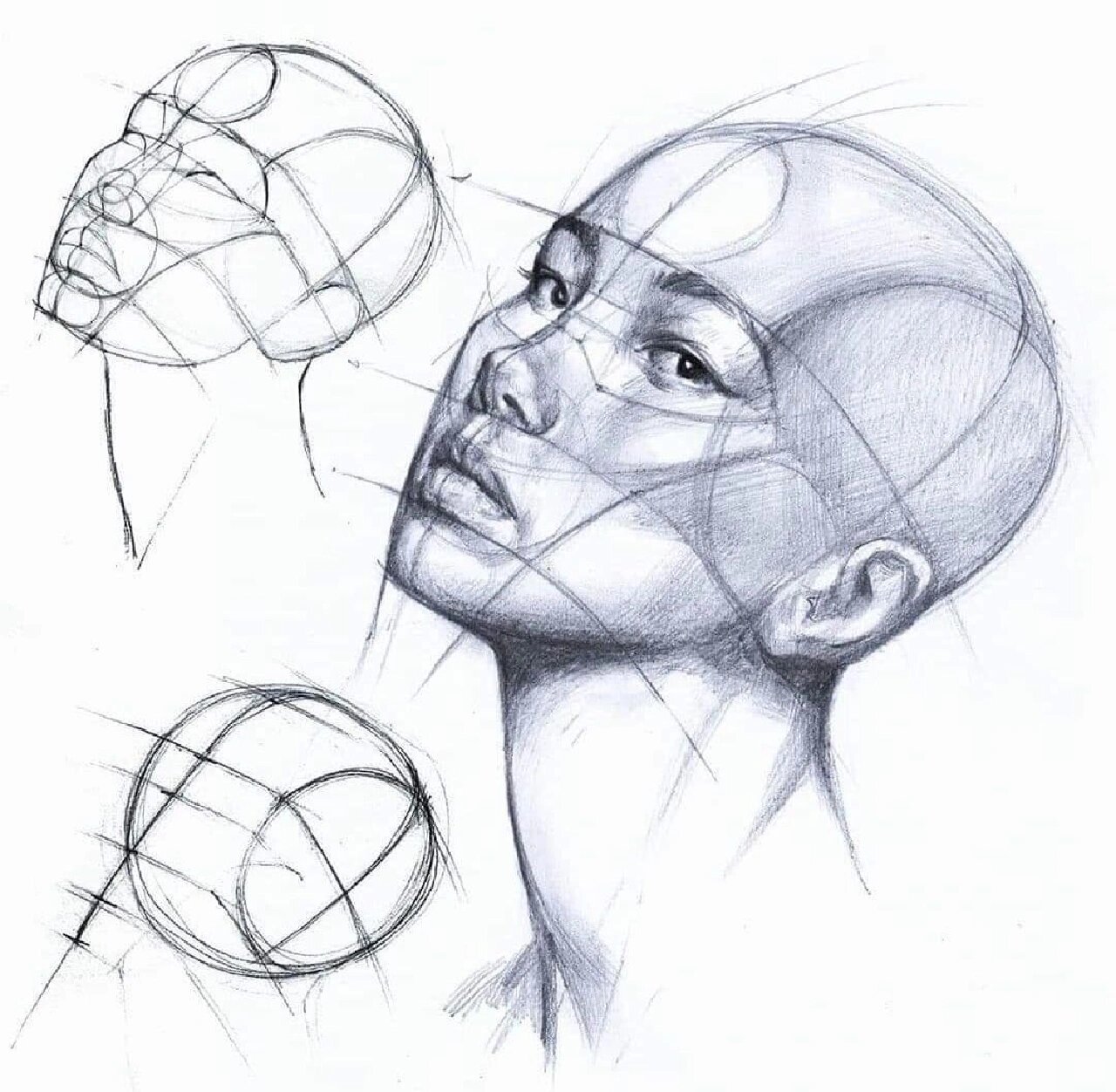 人物头像结构名称(人物头像结构形态学)