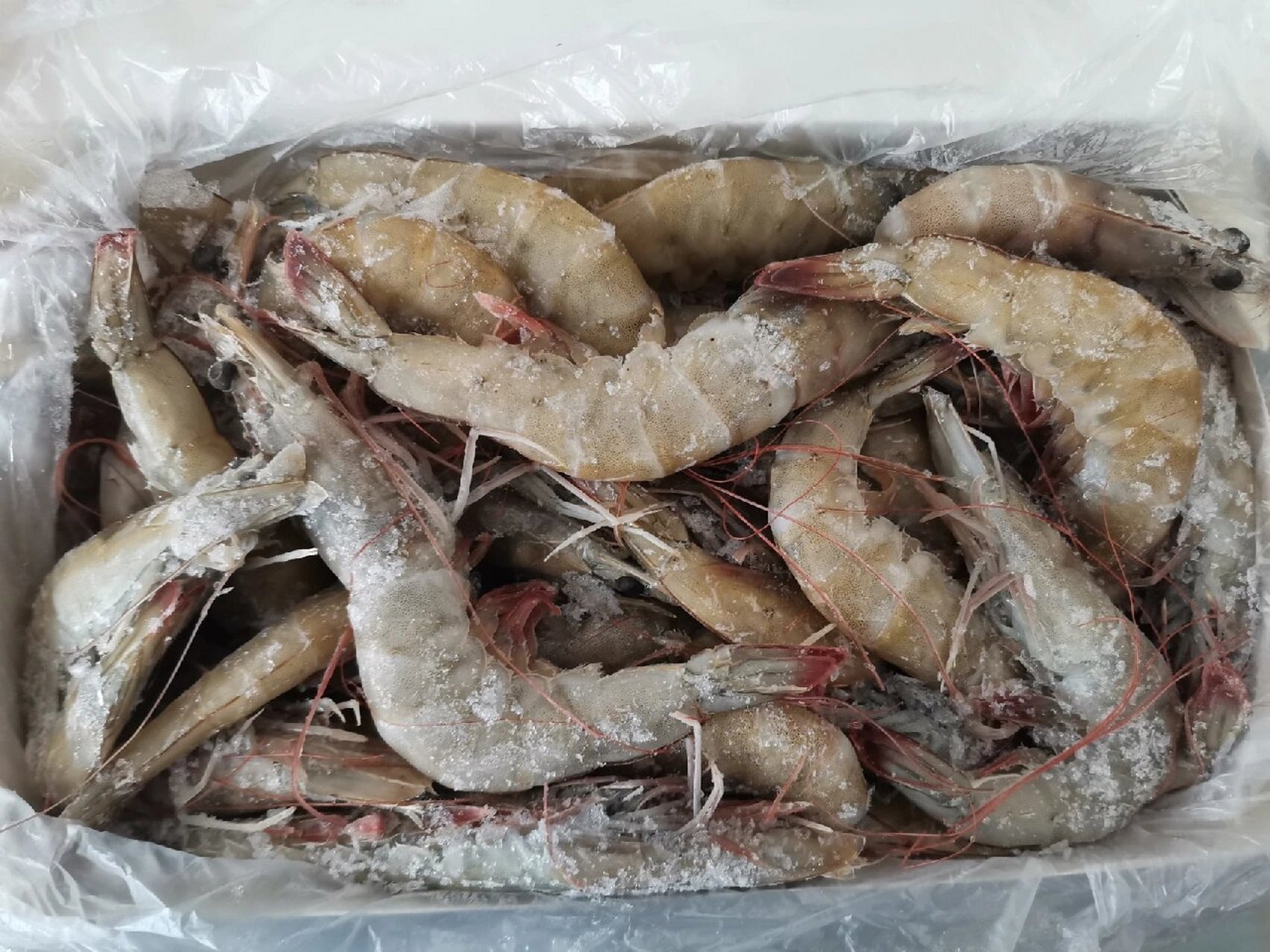 厄瓜多尔南美白虾一只16cm真的很好吃 厄瓜多尔白虾每只都是活虾,捕捞