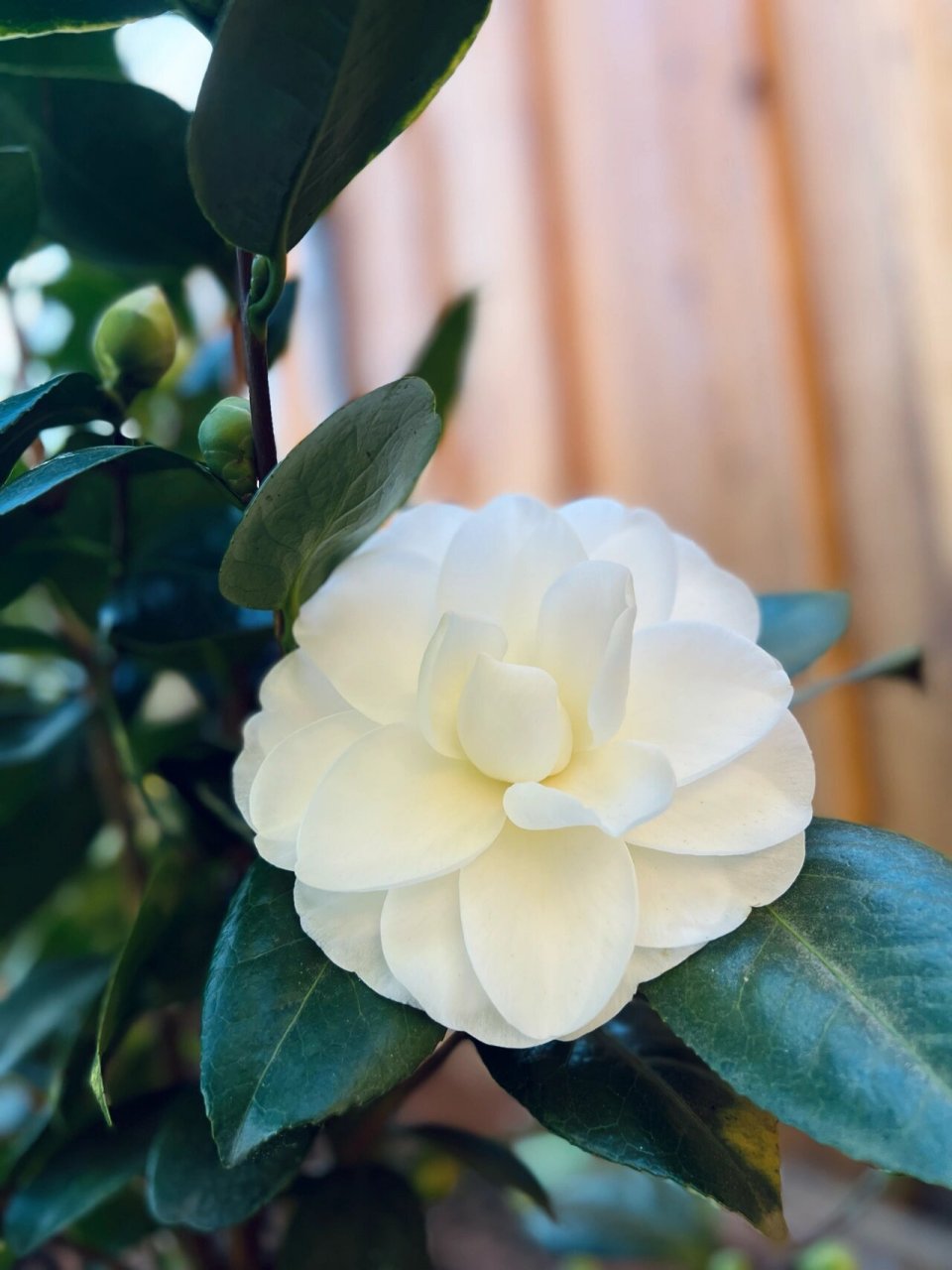 茶花·天鹅湖camellia swan lake 小花农新的一年从山茶花天鹅湖swan