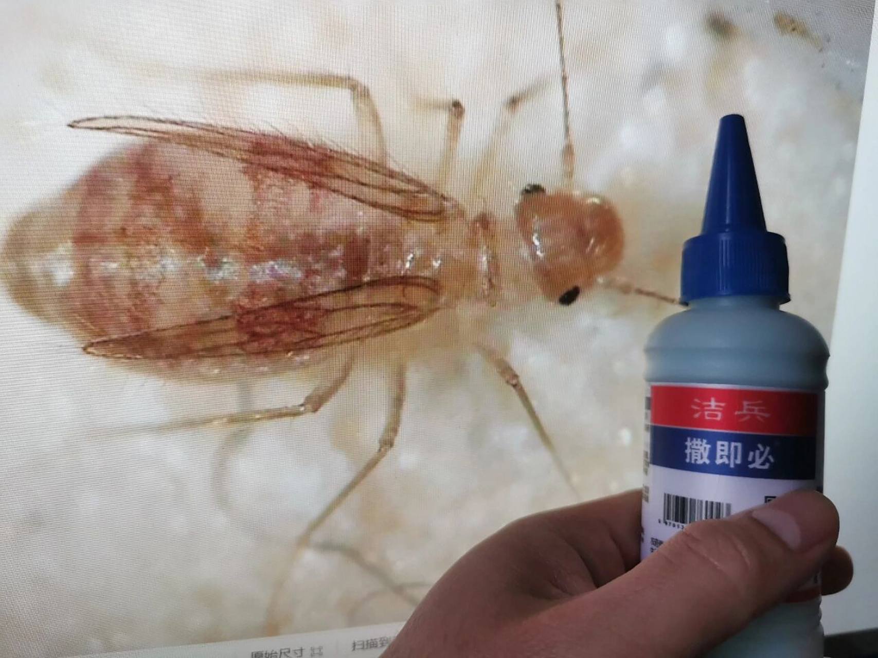 书虱怎么消灭 书虱,又名米虱,是属于啮虫目的微小昆虫,分卵,若(幼)虫