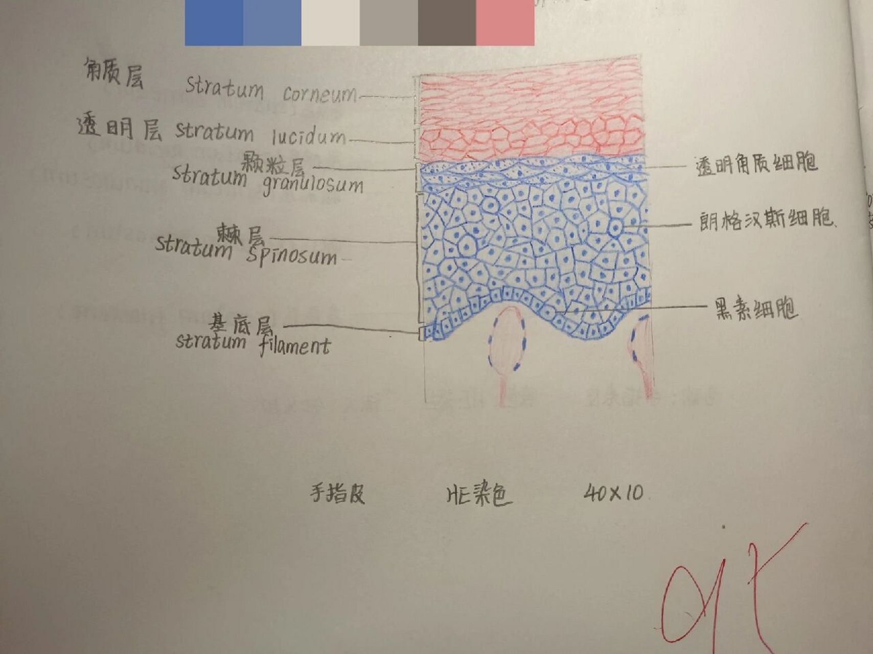 组胚手绘图.p1:肾上腺  p3:表皮  组胚