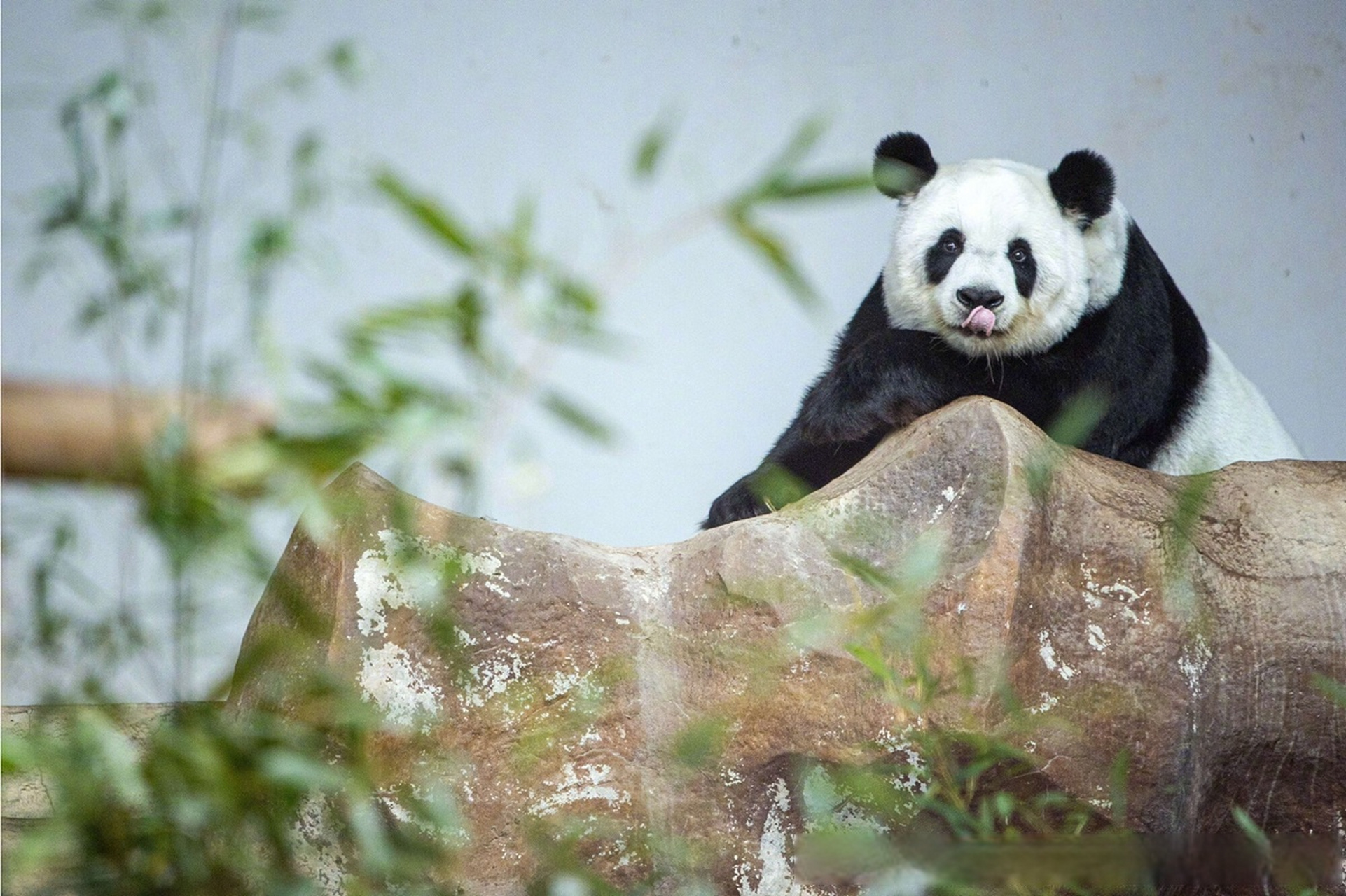 泰国大熊猫林惠去世#【中国旅泰大熊猫"林惠"去世 中泰双方专家将