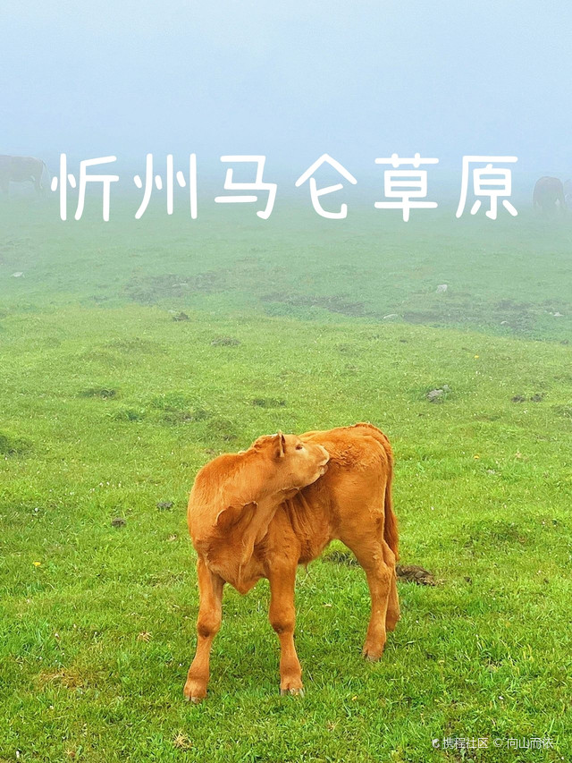 忻州芦芽山马仑草原|山西小瑞士