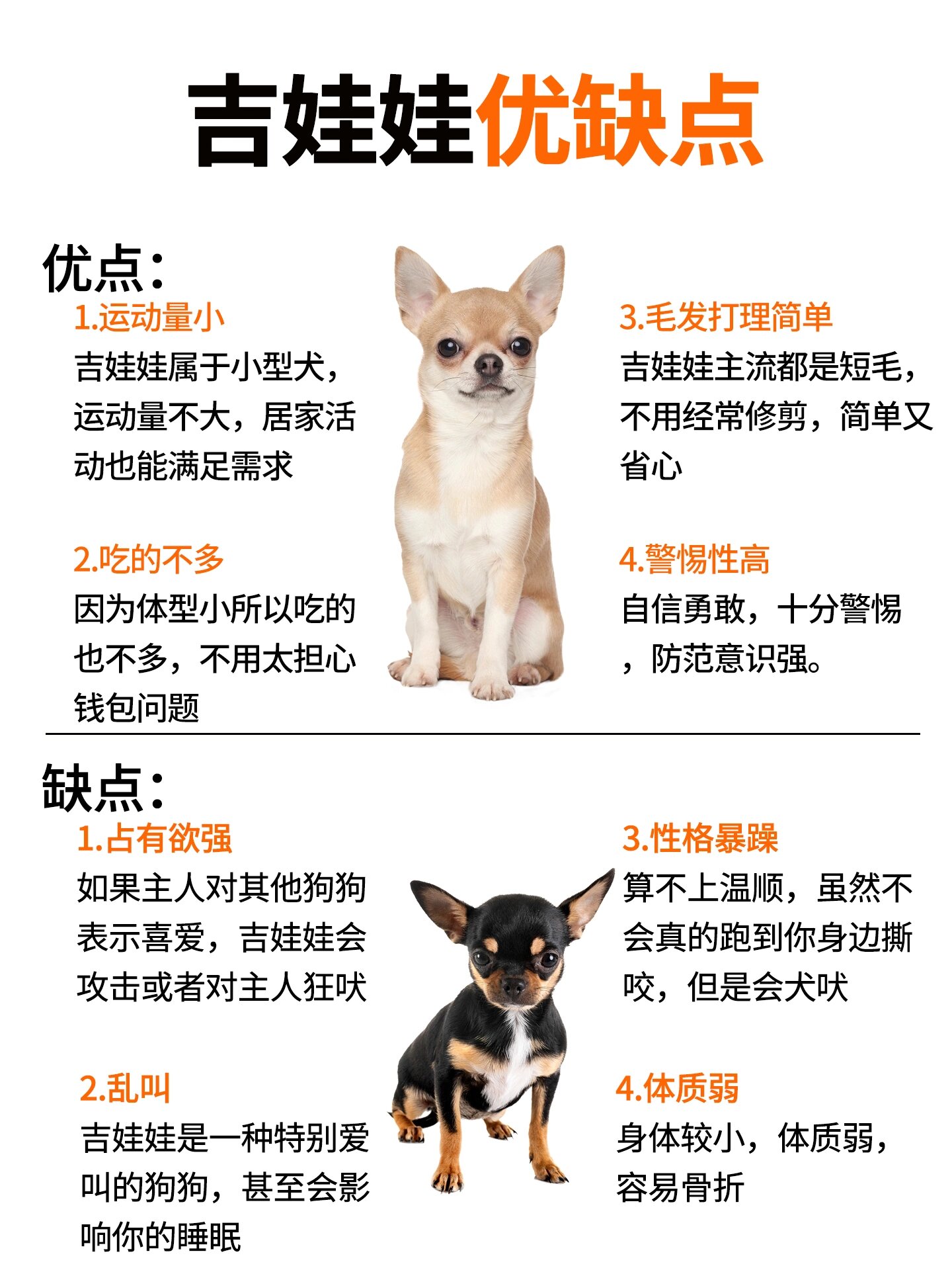 狗狗图鉴|暴躁小可爱吉娃娃73