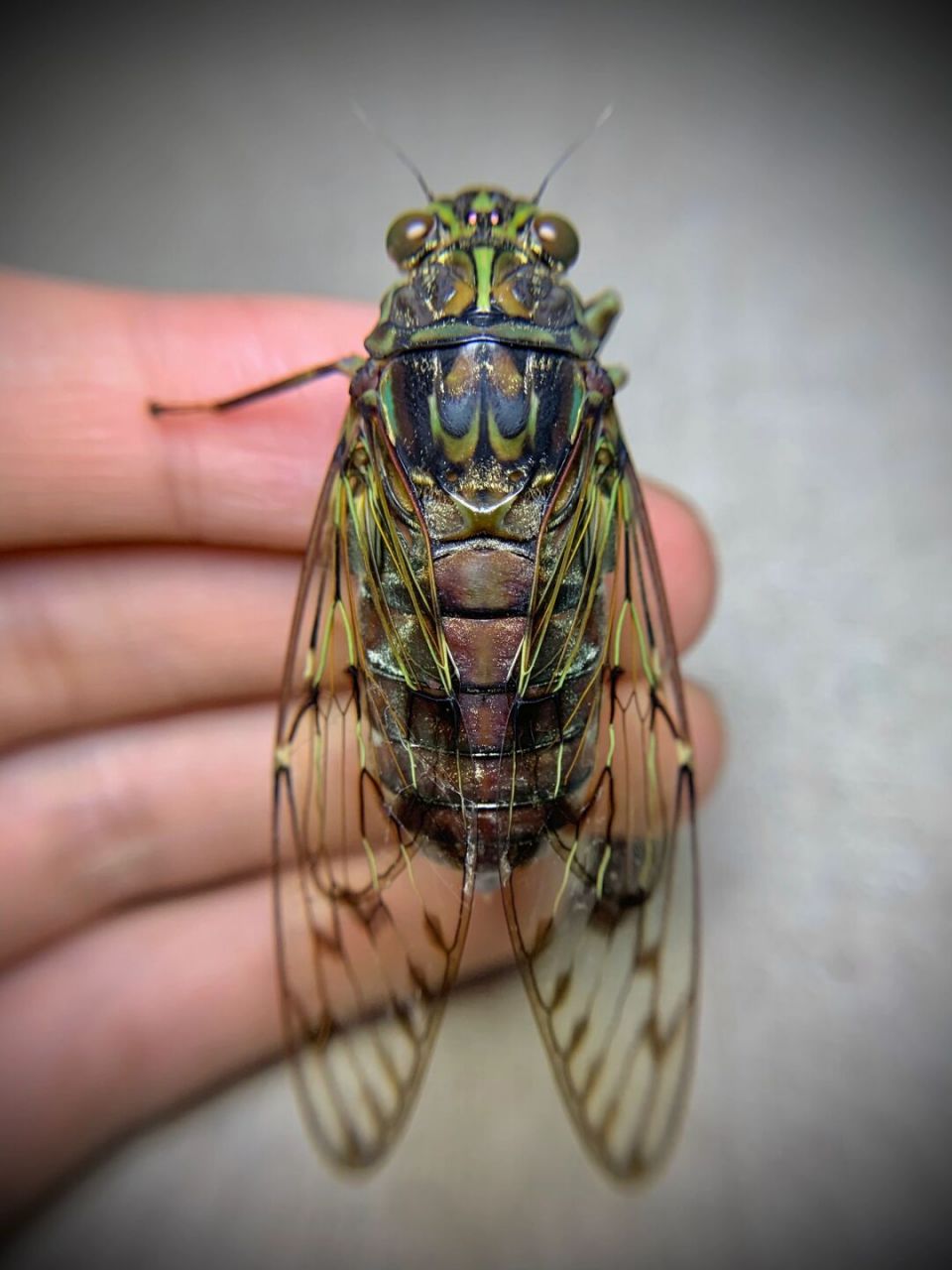 腹螗蝉广西的一个变种,在高海拔地区,很胖的大知了～[害羞]##昆虫