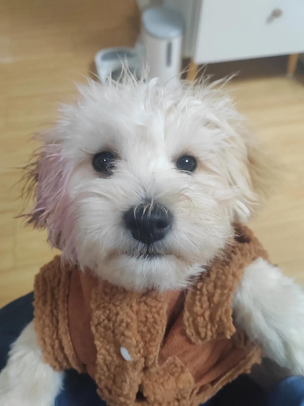 白毛小狗,萌态可爱