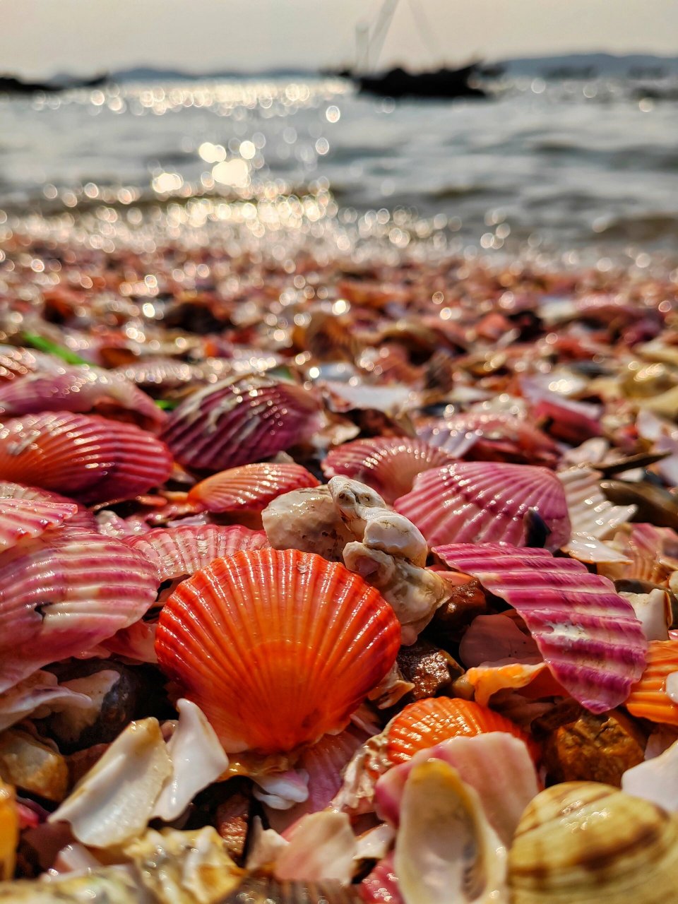 大海沙滩贝壳图片大全图片