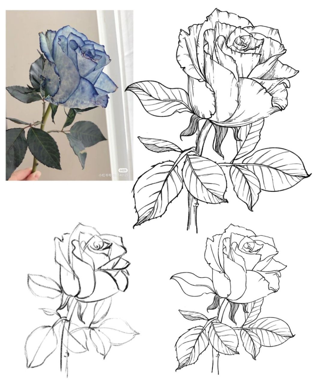 坚持100张线稿练习/39|玫瑰|附过程图 又画了一朵玫瑰,因为我发现前面