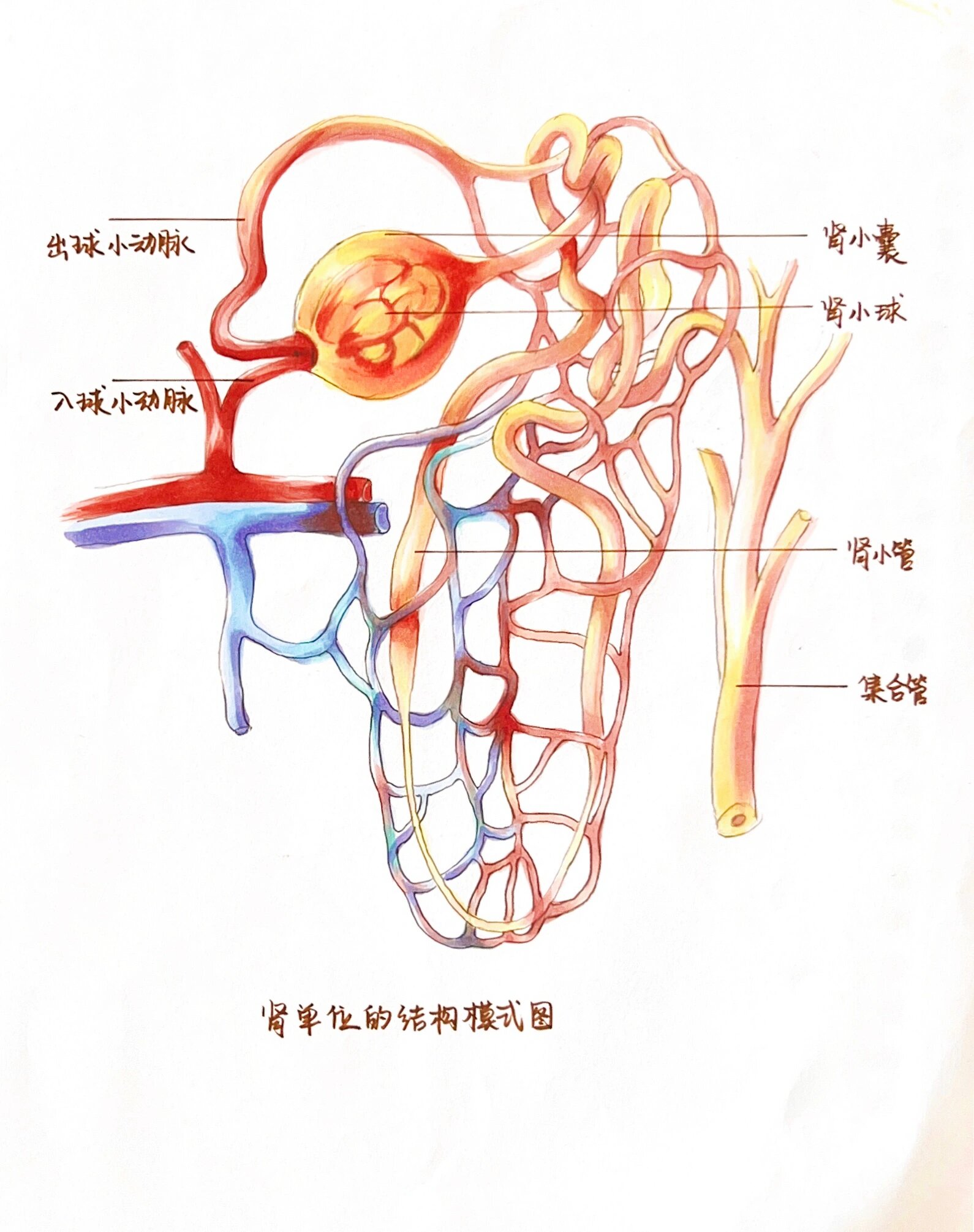 七下生物人体泌尿系统