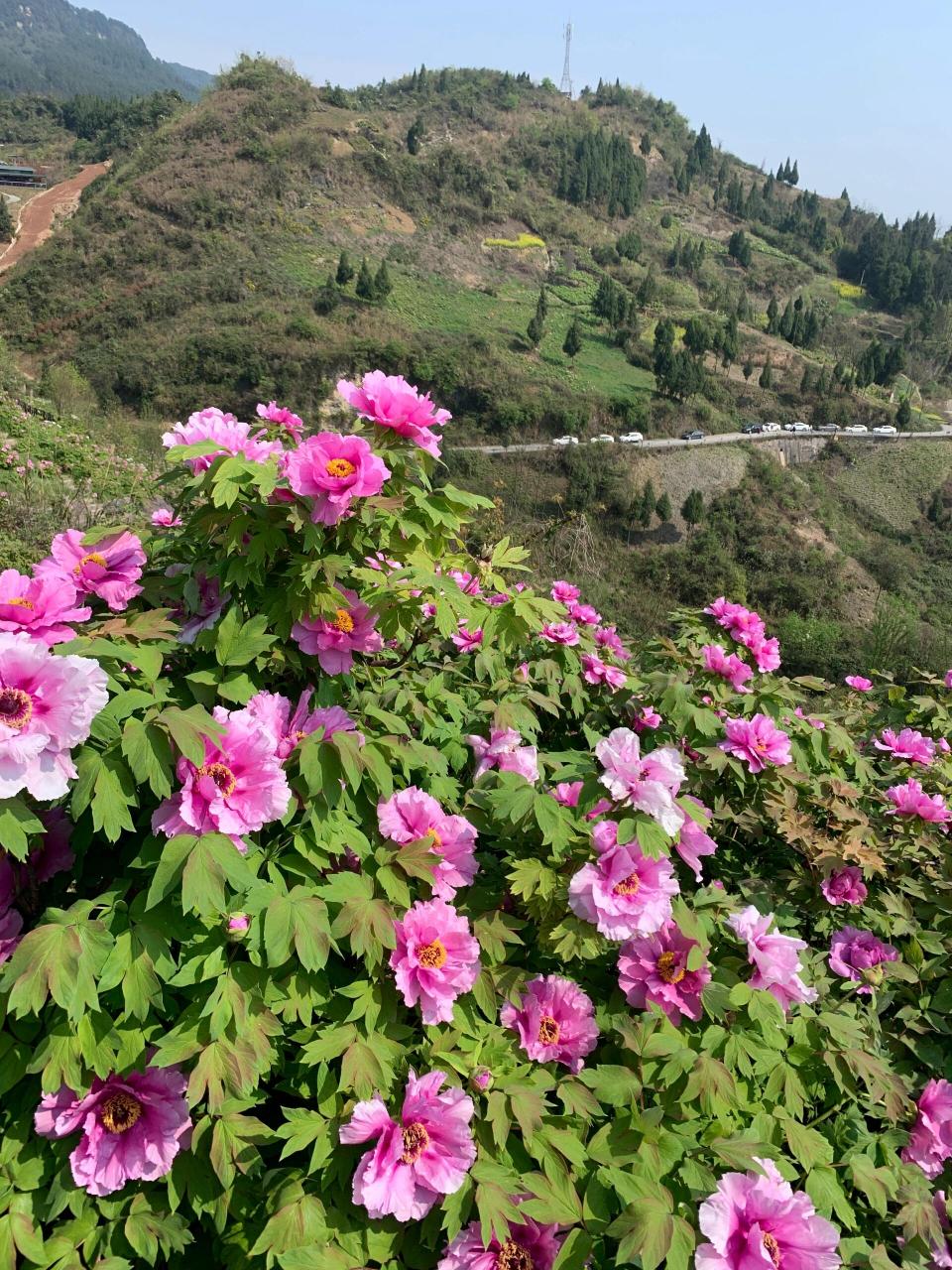 重庆垫江的牡丹花 重庆垫江的牡丹花已进入繁盛期,想去的朋友不要错过