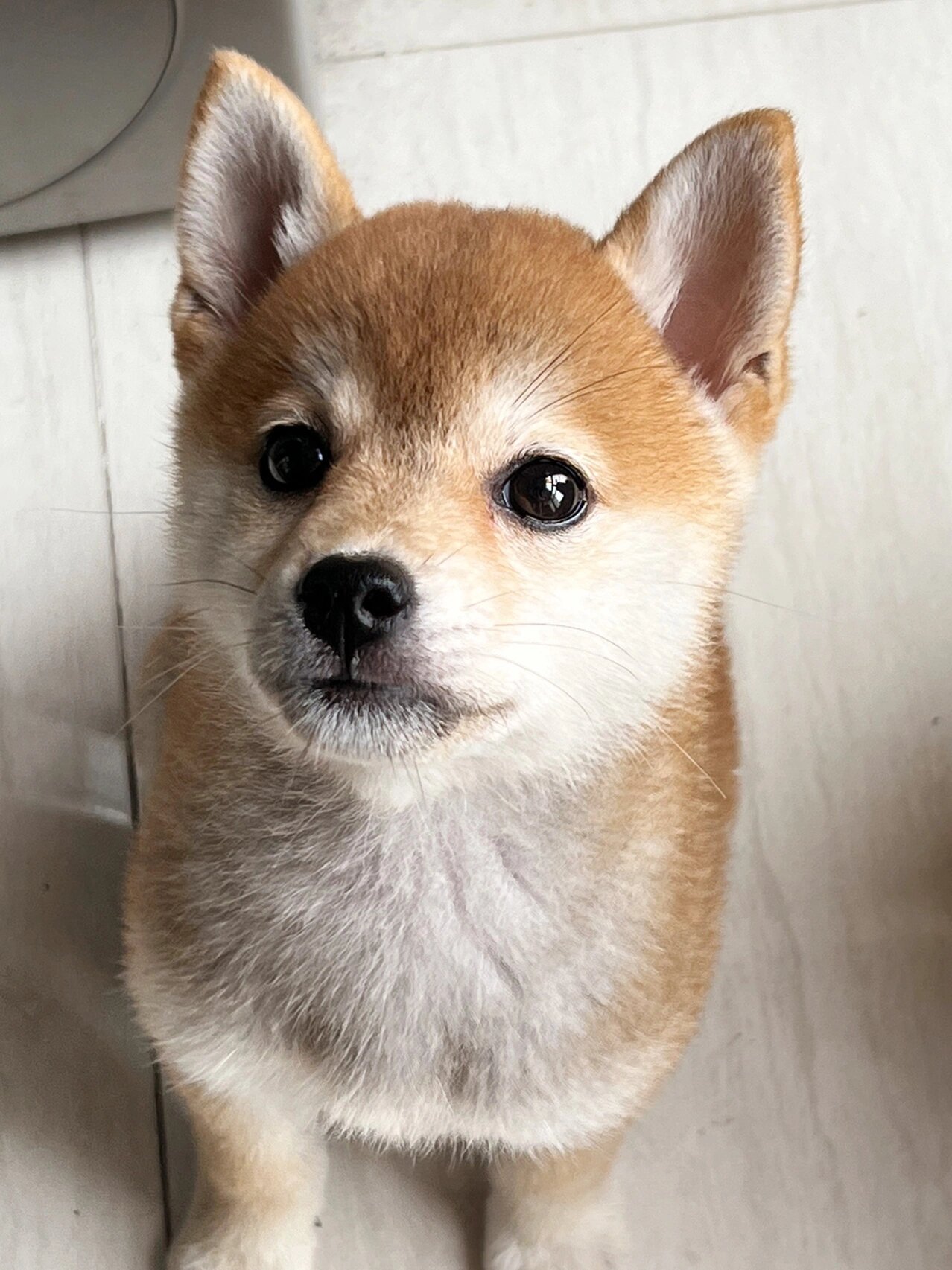 浅拍一下三个月的小豆柴 赶在尴尬期前记录一下