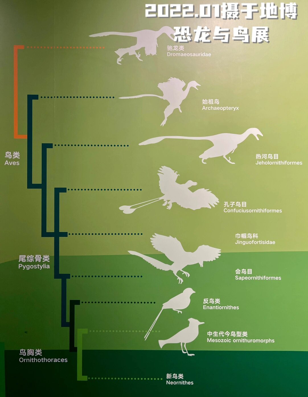 恐龙变成鸟类的进化图图片