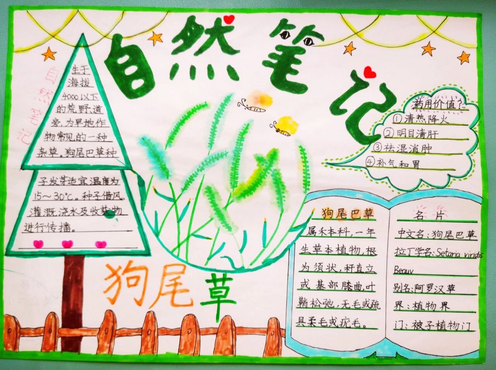 自然笔记|狗尾巴草～ 第一份自然笔记,手抄报