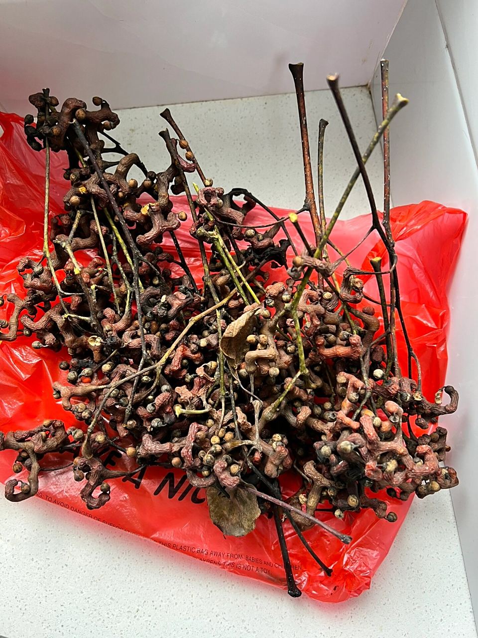 拐枣酒 拐枣又称万寿果 万子梨 1:摘枣 2:把拐枣剪好,剪成图一那个