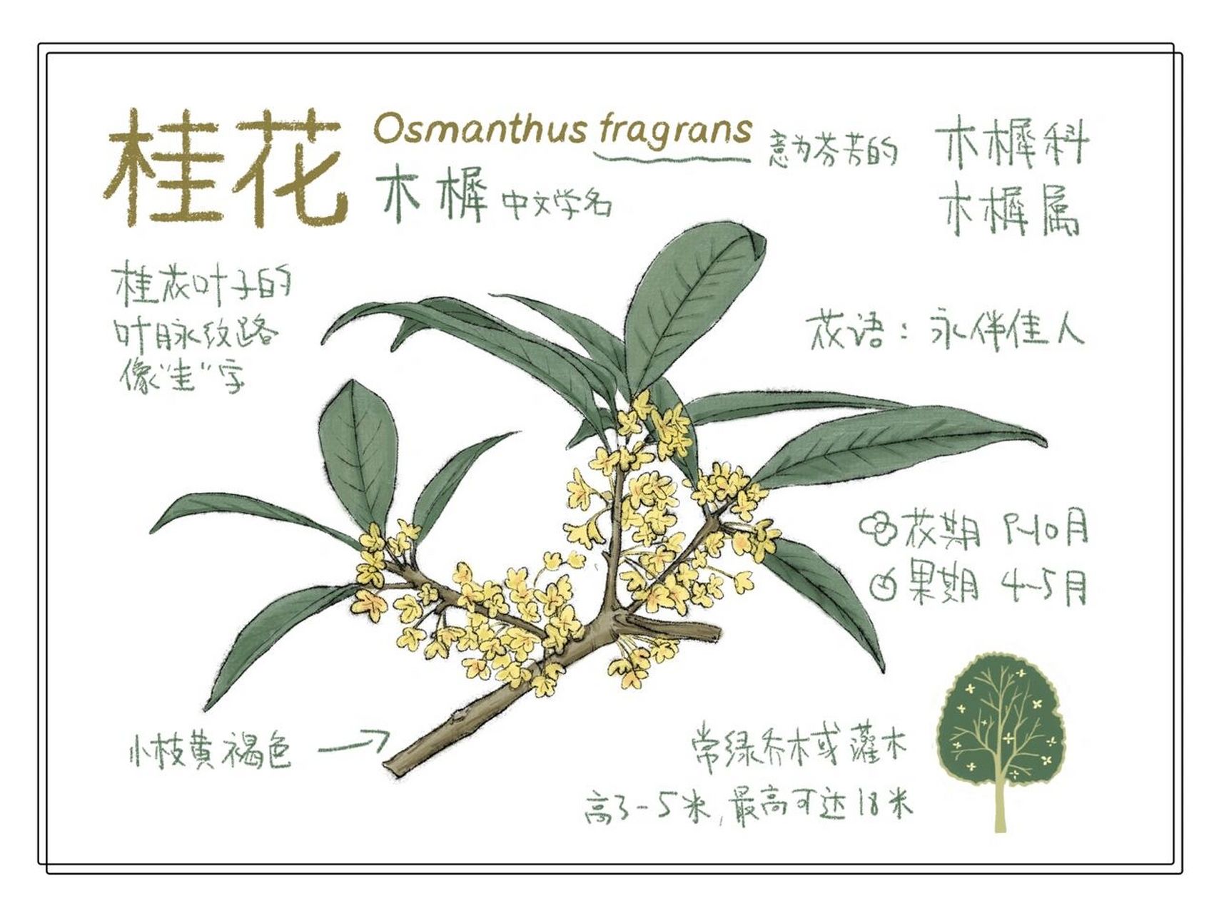 观察笔记 | 桂花 山里的桂花开的总是迟一些 当城里面的桂花即将落尽