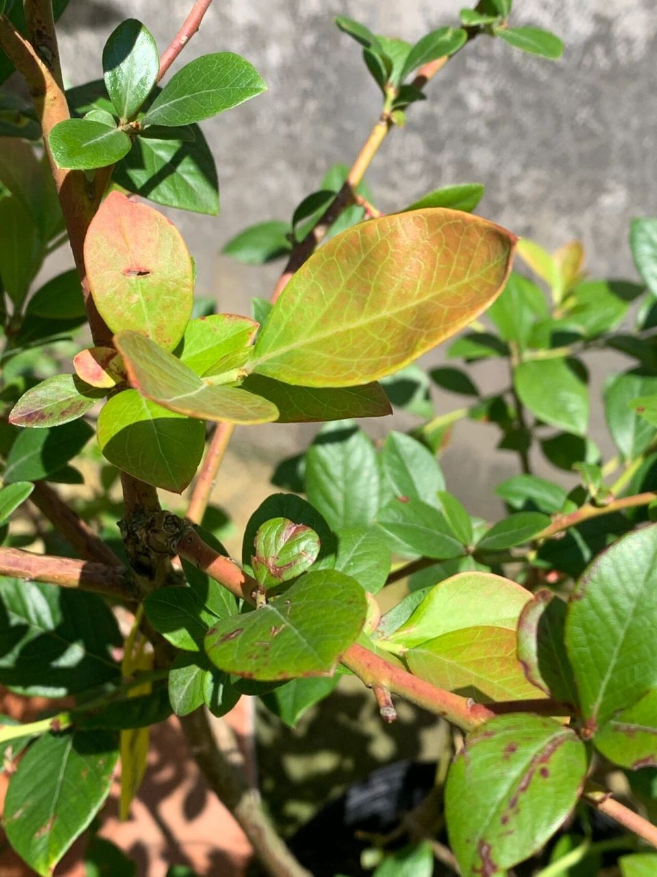 發現藍莓新葉芽一個有趣的現象6015 一早給藍莓澆水 觀察葉子發現