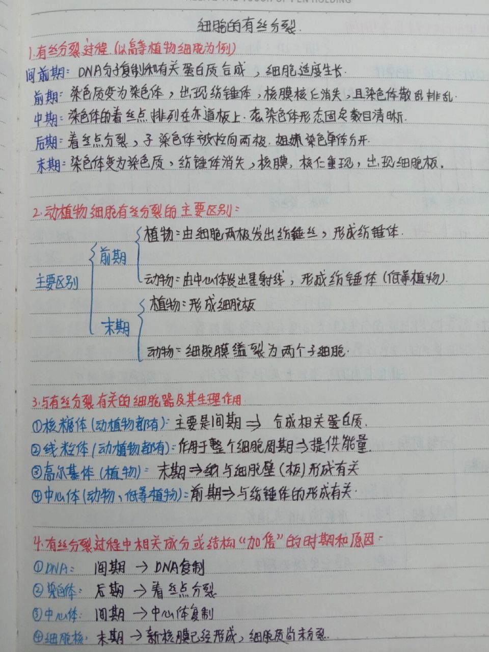 高中生物笔记#细胞的有丝分裂