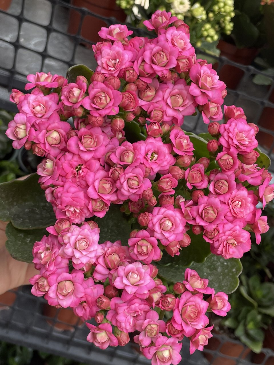 长寿花:阿黛丽德. 璎珞的近亲.