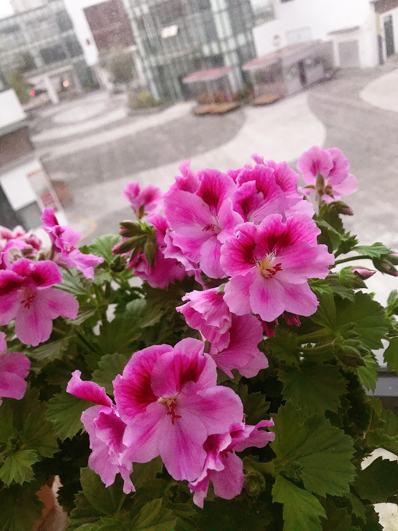 九宫格,介绍9种美美的天竺葵9315好?