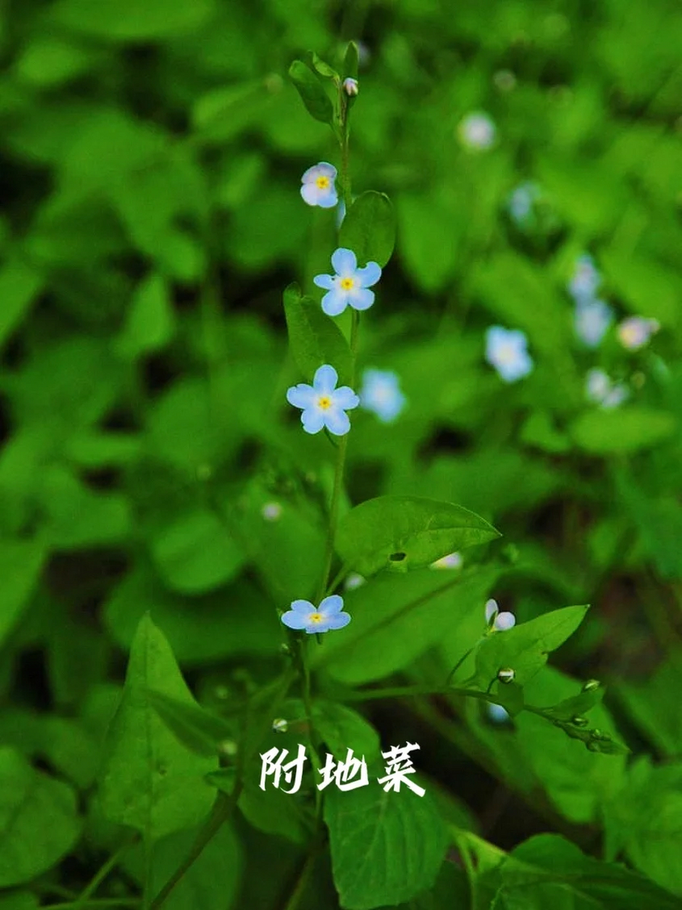 每日一花|附地菜——满地撒落碎星光 别名:如鸡肠草,伏地菜,生瓜莱,野