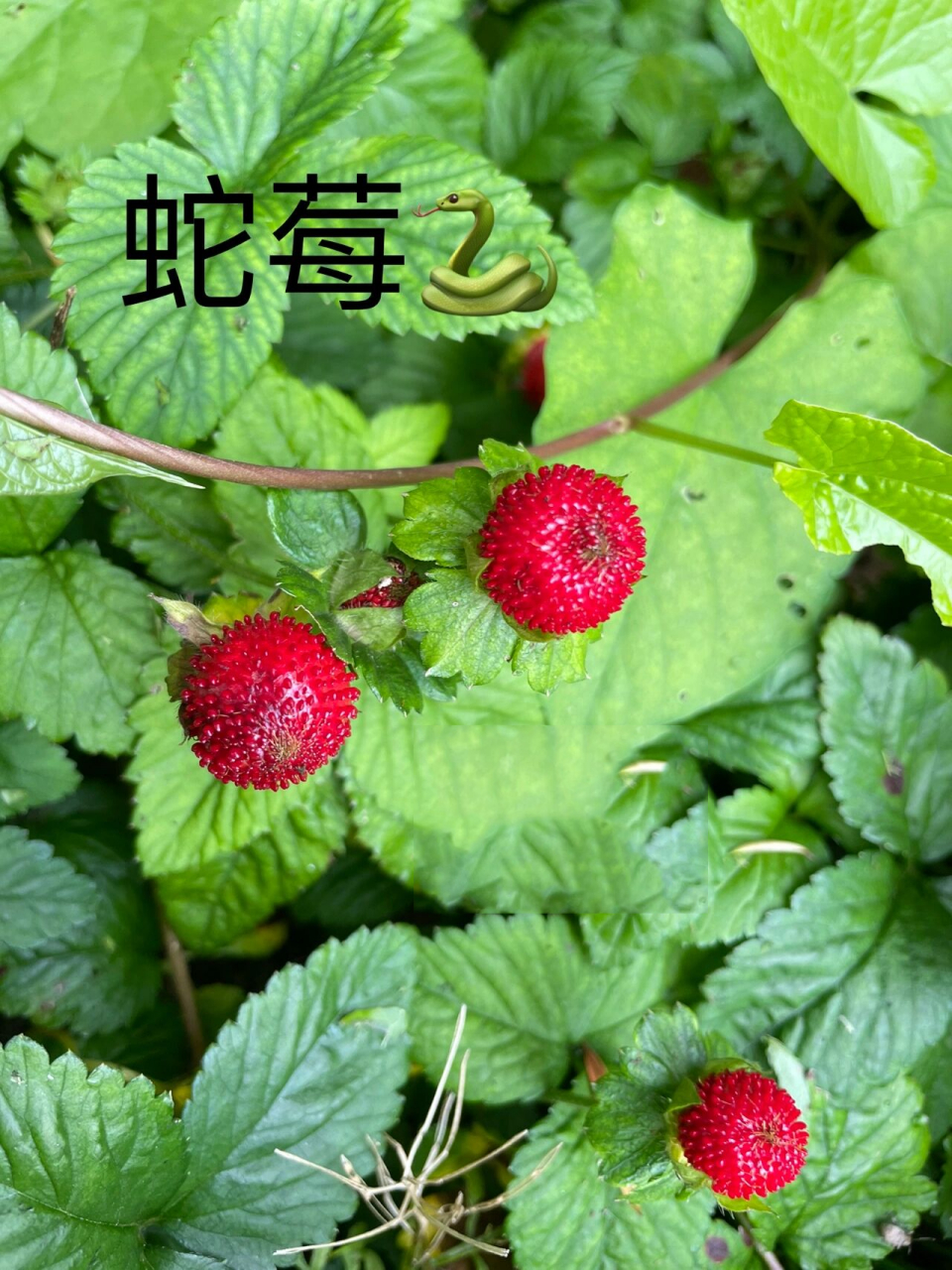 蛇莓和野草莓的区别(高清图文详解)91 之前我po野草莓那篇文时,有人