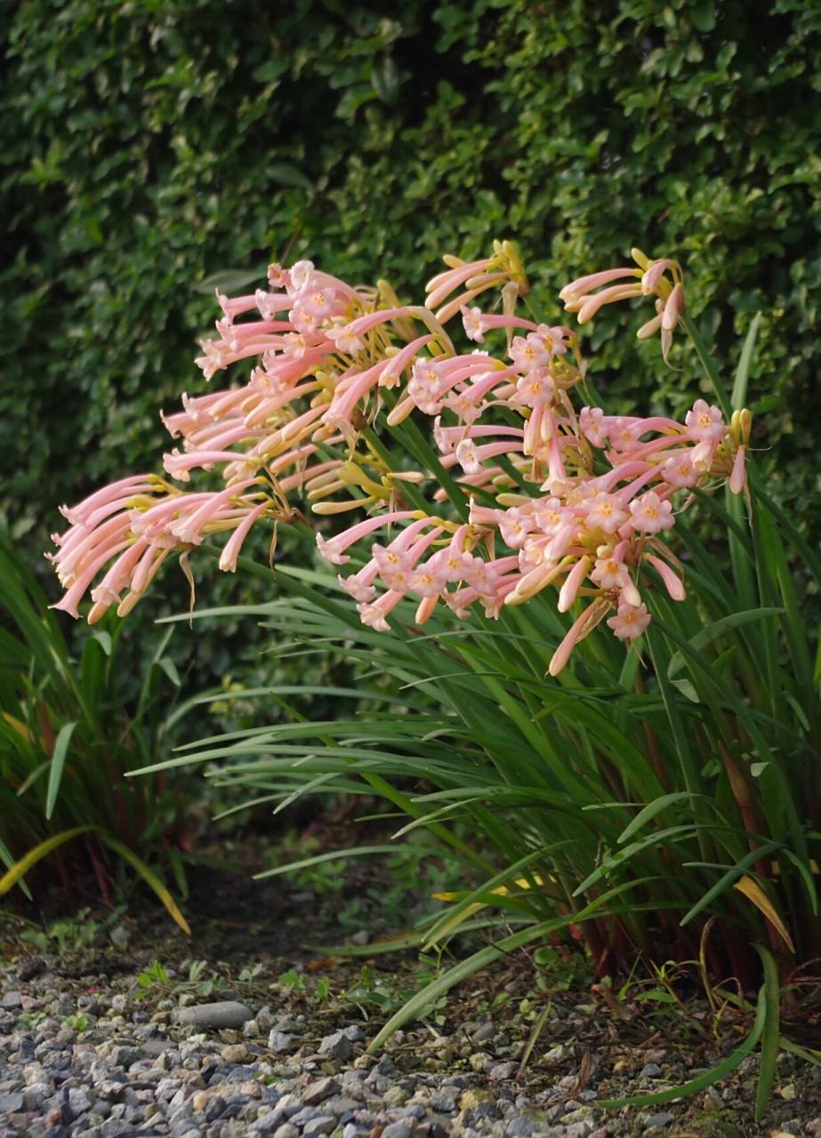 垂筒花是噜噜妹最喜欢的植物,她为它取名叫恐龙花