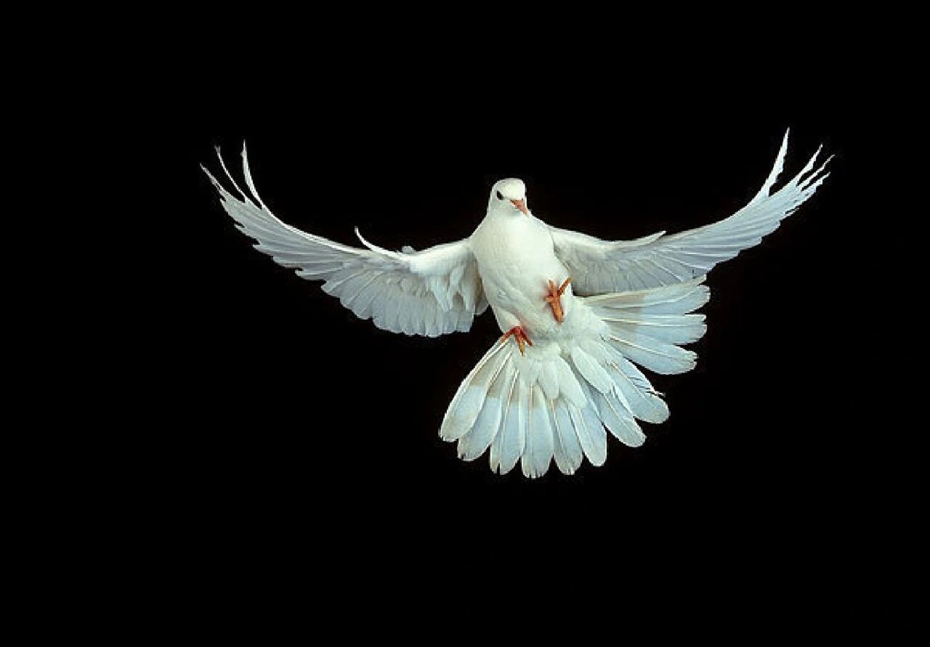 素材分享|鸽子飞翔翅膀绘画参考素材