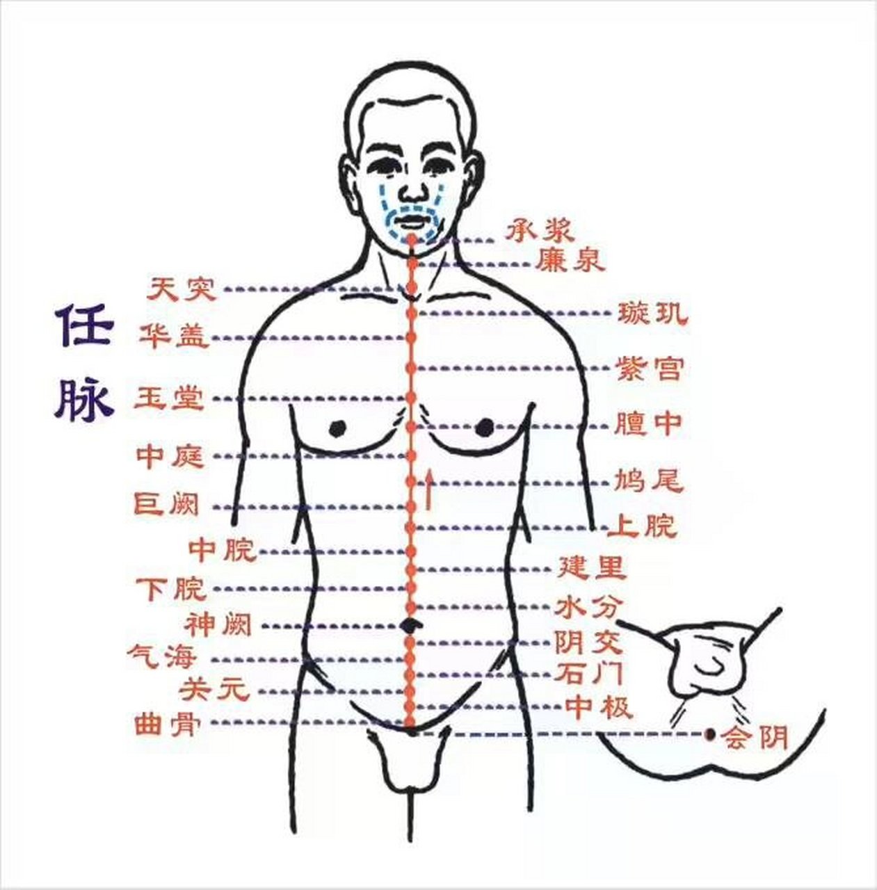 任脉之巨阙穴和上脘穴 找穴:摸到肋骨,心蔽骨的地方,这个地方是中庭穴