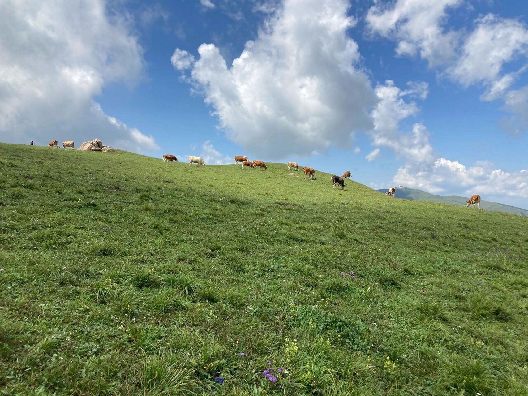 灵丘空中草原 灵丘空中草原是一个村民自治的景区,地处蔚县,涞源和