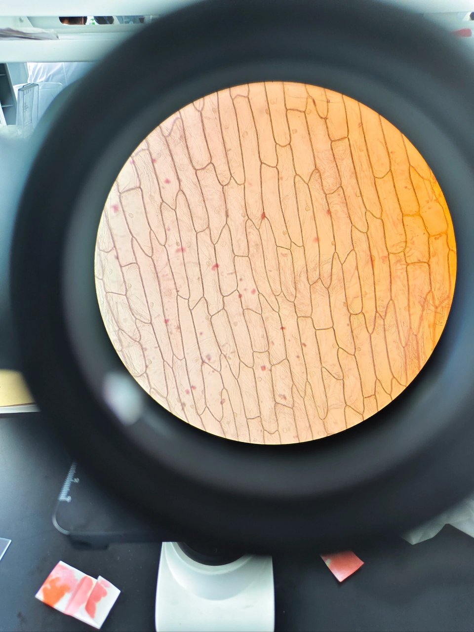 观察洋葱内表皮细胞 第一次制作洋葱内表皮细胞临时装片并染色观察,呦