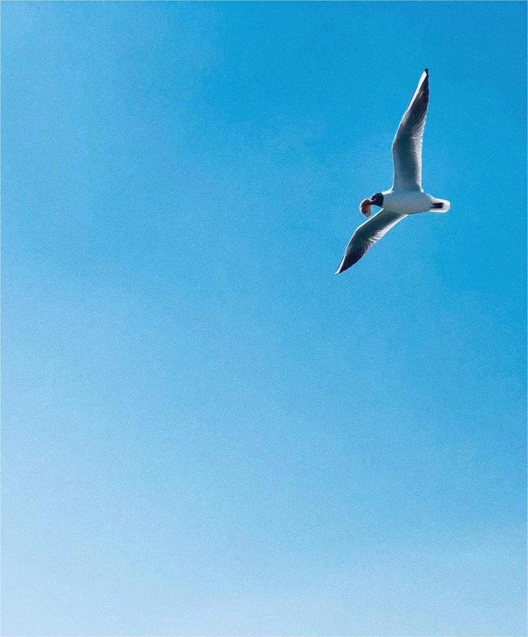 云南滇池海鸥是几月份去合适?