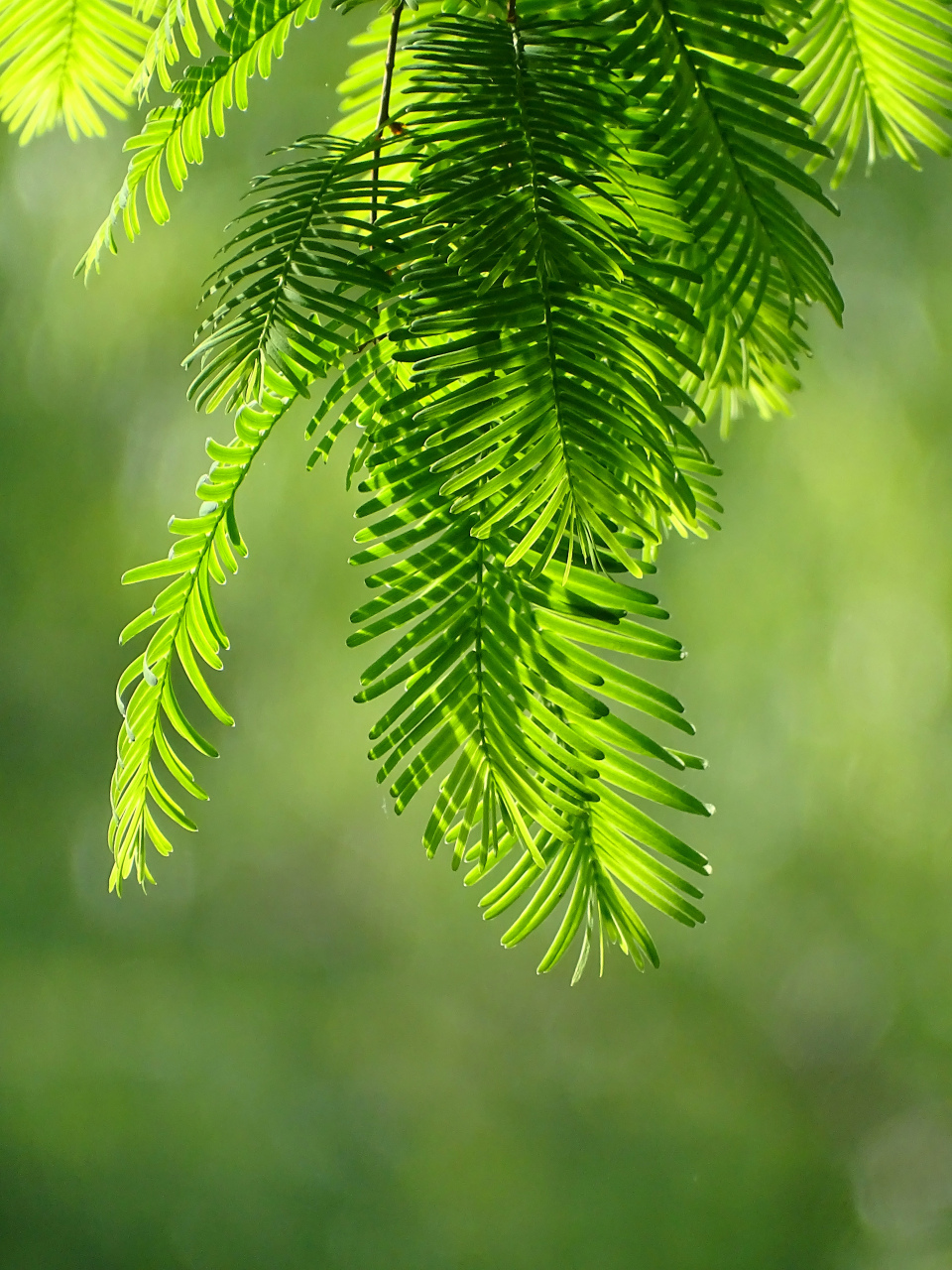 柳浪闻莺植物图片