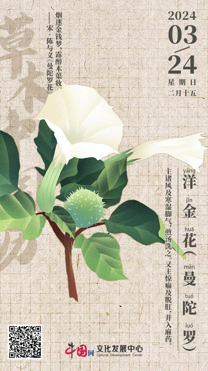 2024年3月24日 二月十五 | 洋金花(曼陀罗) 】 《本草纲目》 : 曼陀罗