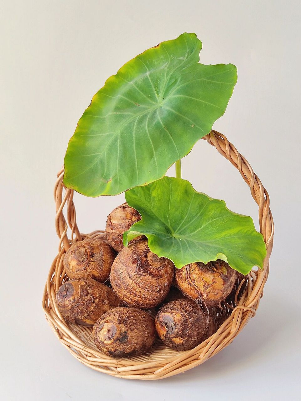 绘画素材//芋头