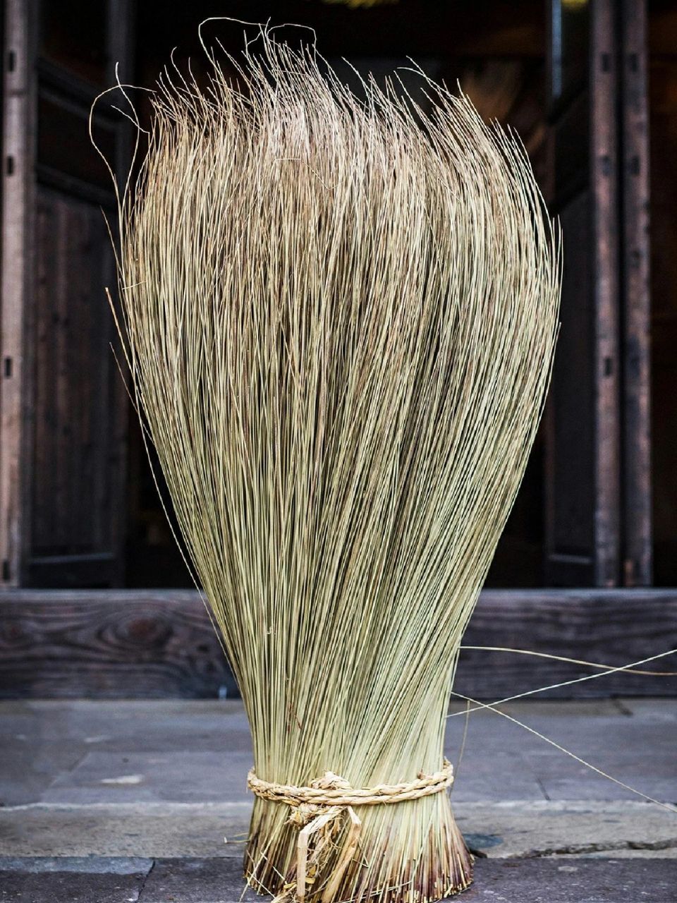 灯芯草是常见的草本植物91, 也是制作草编的原材料.