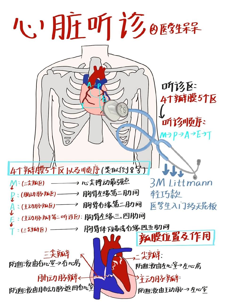 166首先记住五个听诊区位置—听诊顺序—瓣膜位置和作用