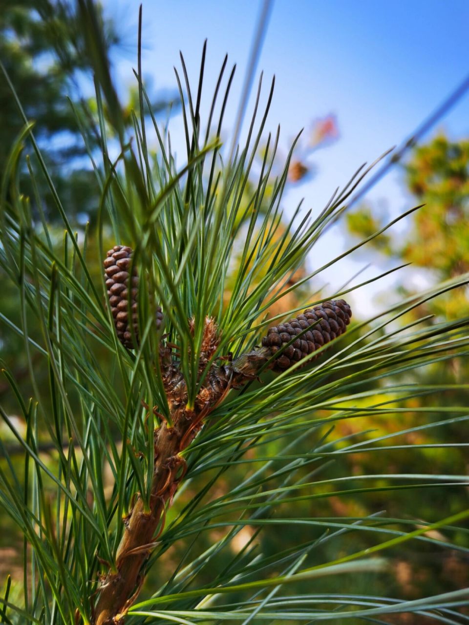 华山松果实记录!
