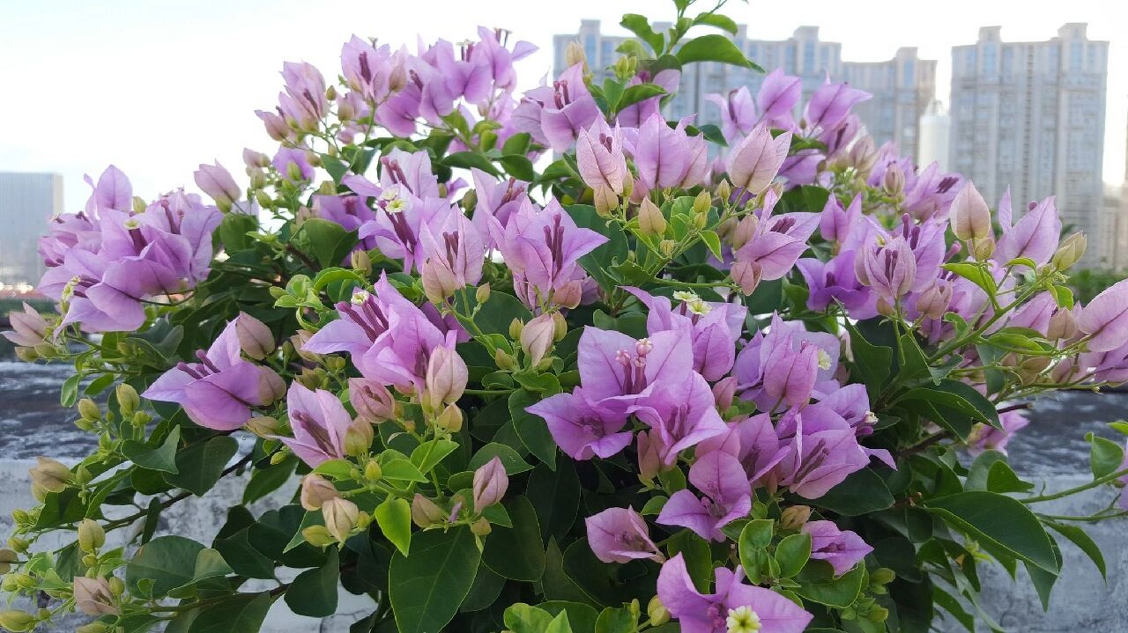 雪紫 | 最美紫色三角梅 雪紫最美的色彩有两种,夏天的冰淡紫,冬天的