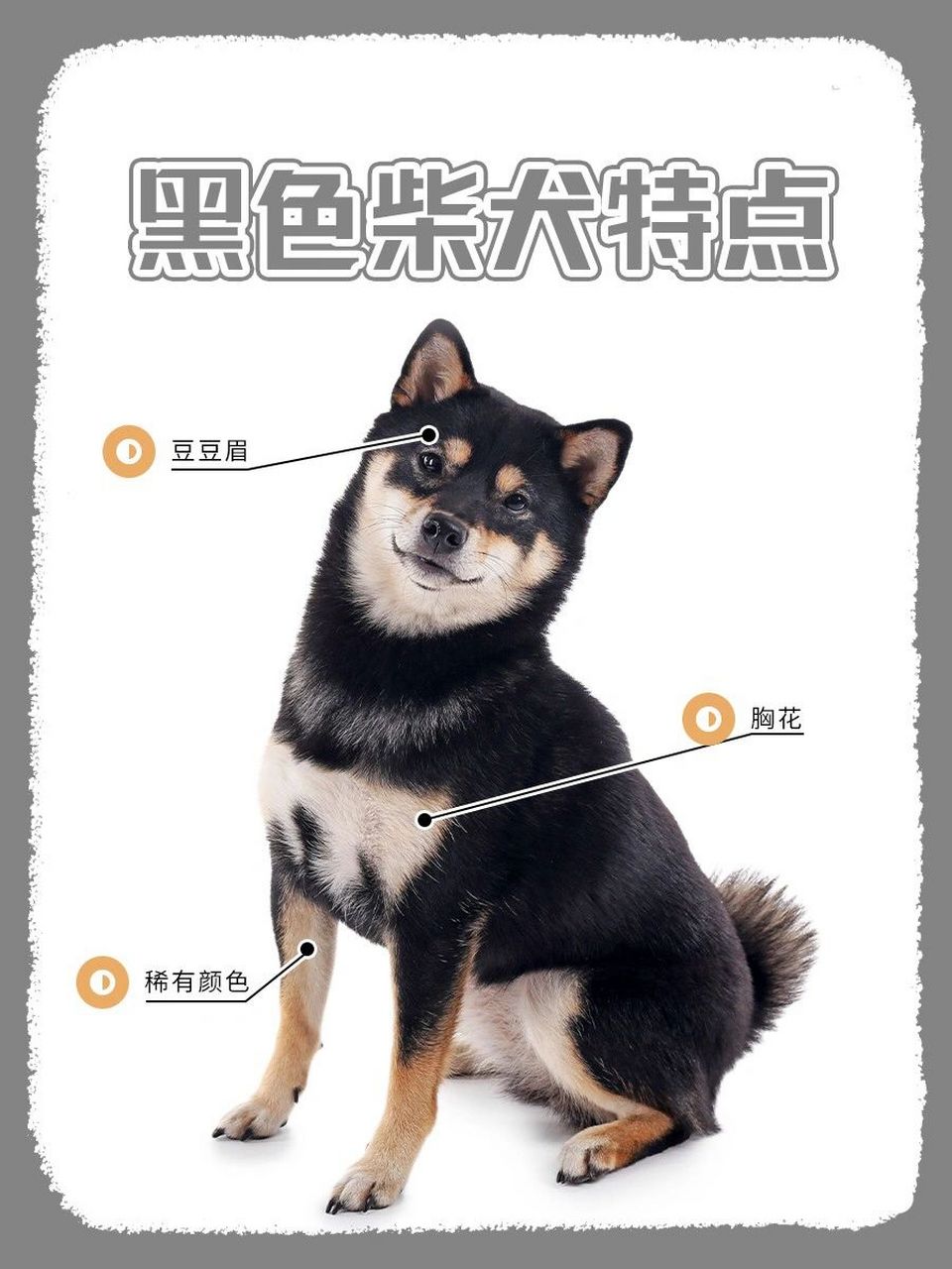 黑色柴犬の特点 豆豆眉是黑柴的一大特点.