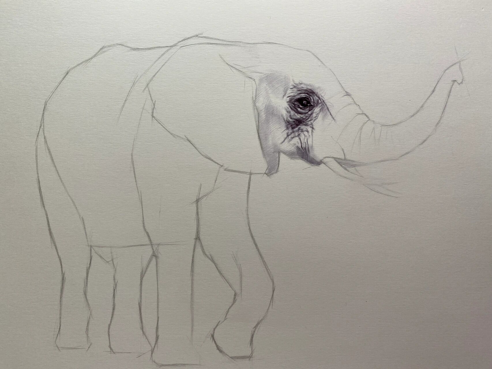 素描动物-大象 及一些绘画步骤 这幅画主要想表现大象特有的皮肤质感