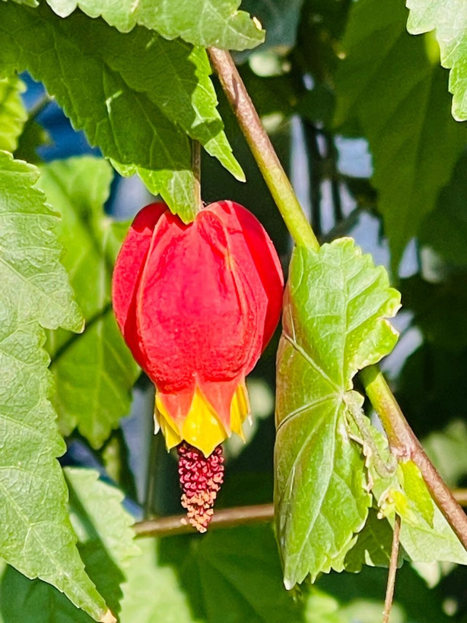 红萼苘麻 别名:蔓性风铃花 红萼苘麻是锦葵科苘麻属常绿软木质藤蔓状